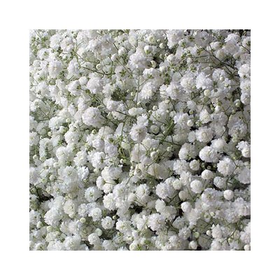 Gypsophila Xlence