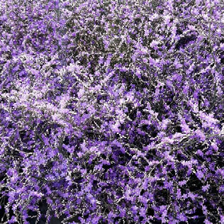 Limonium Beltlard