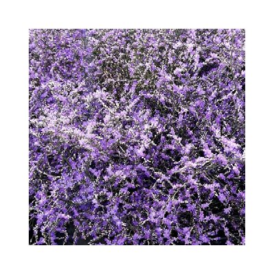 Limonium Beltlard