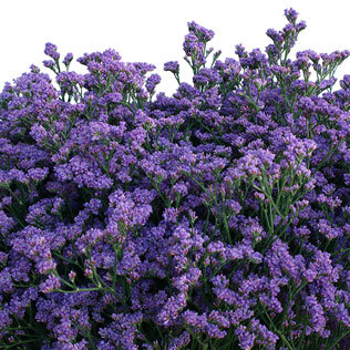 Limonium Main Blue