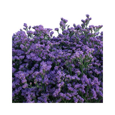 Limonium Main Blue