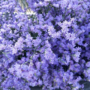 Limonium Safora