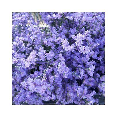 Limonium Safora