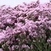 Limonium Silver pink