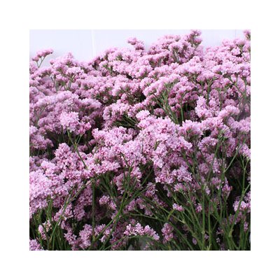 Limonium Silver pink