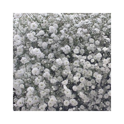 Mirabella Gypsophila