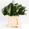 Philodendron Green Beauty