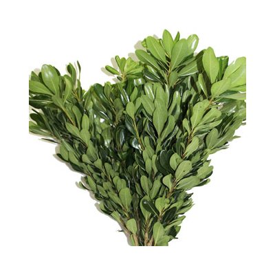 Pittosporum Green