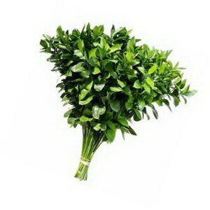 Ruscus