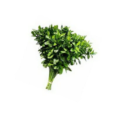 Ruscus