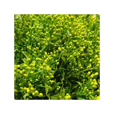 Solidago Glory